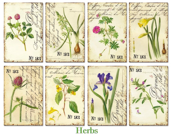 Herbs - MINI scrapbook papirer (24 stk)